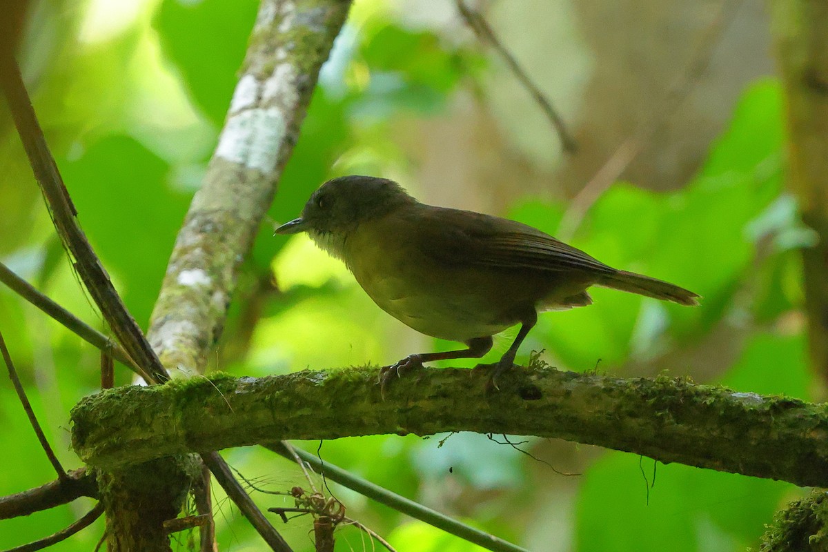 Pale-breasted Illadopsis - ML645835658