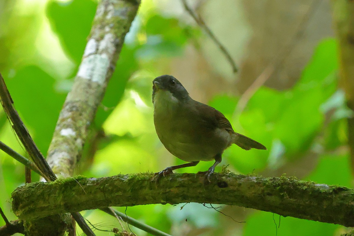 Pale-breasted Illadopsis - ML645835659