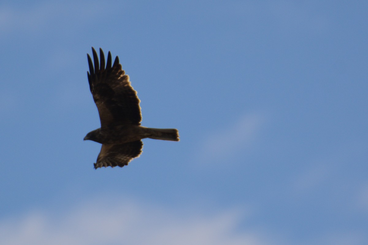 Booted Eagle - ML645835661