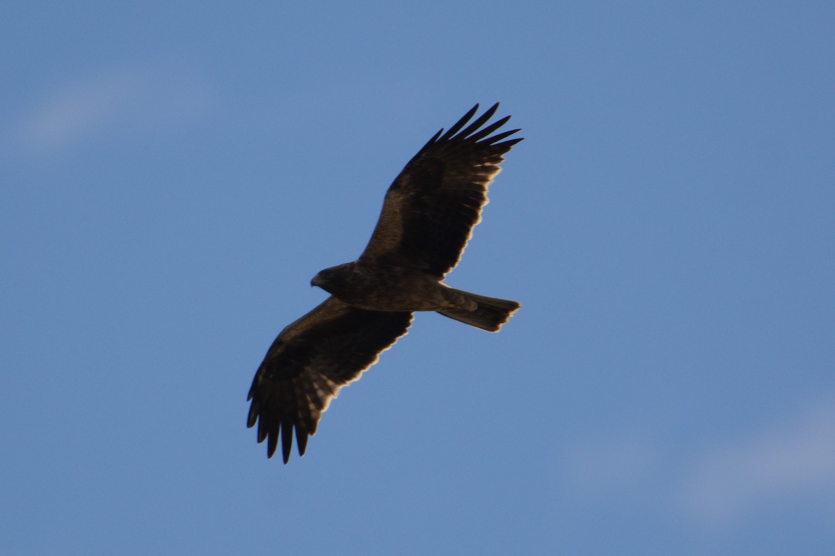 Booted Eagle - ML645835662