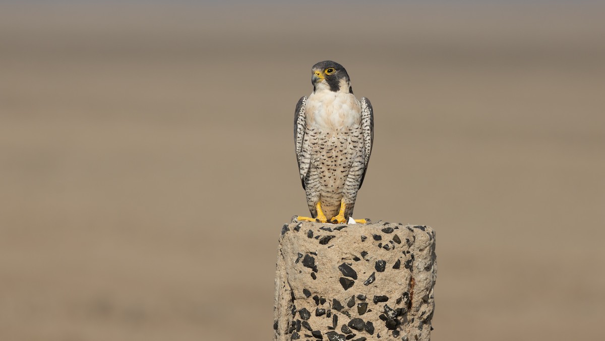Peregrine Falcon - ML645835672