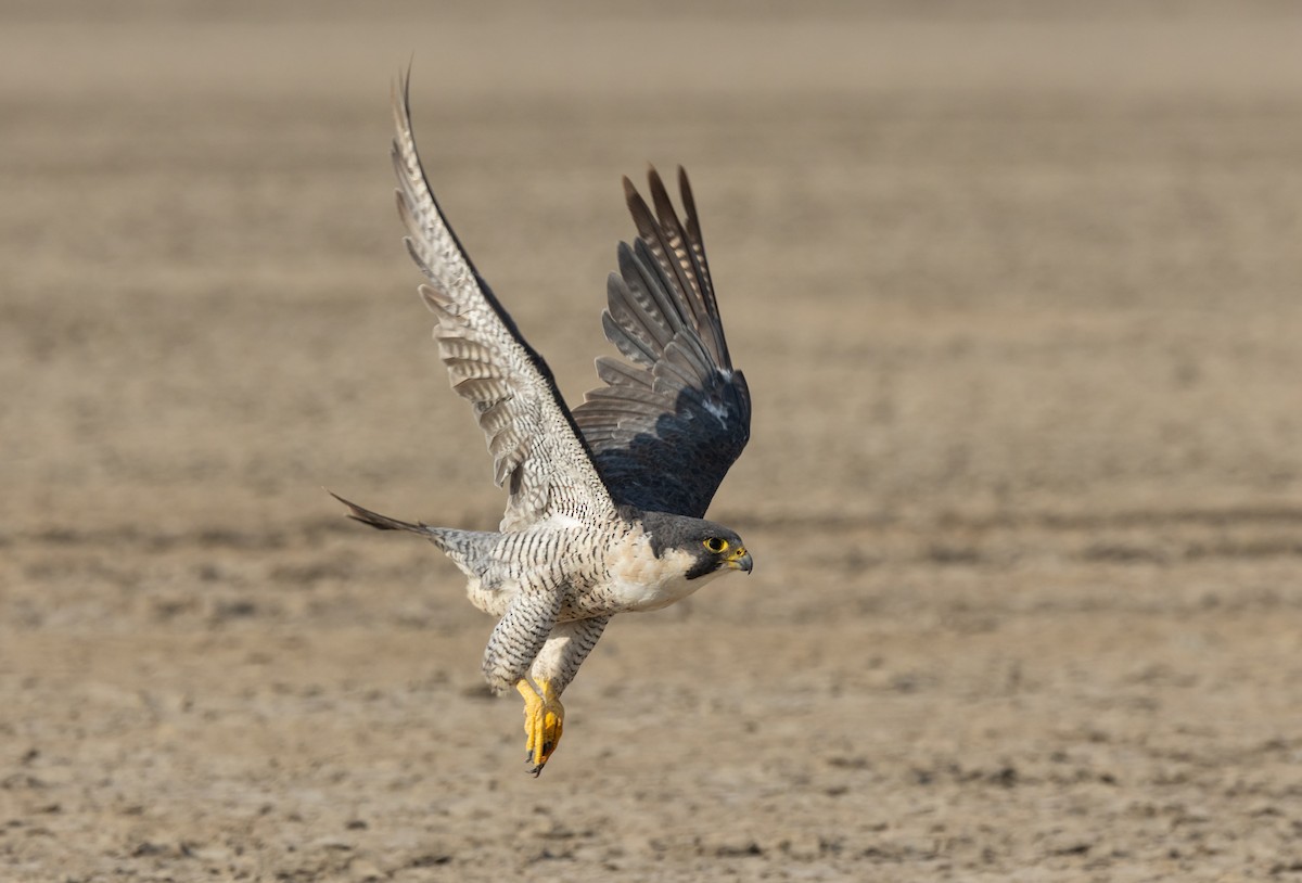 Peregrine Falcon - ML645835673