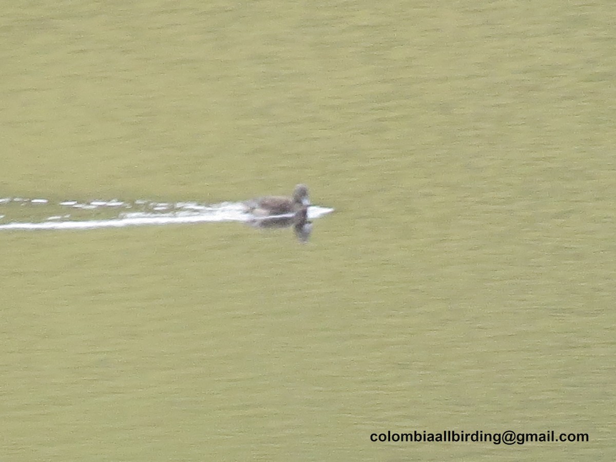 Sarcelle des Andes - ML645835676