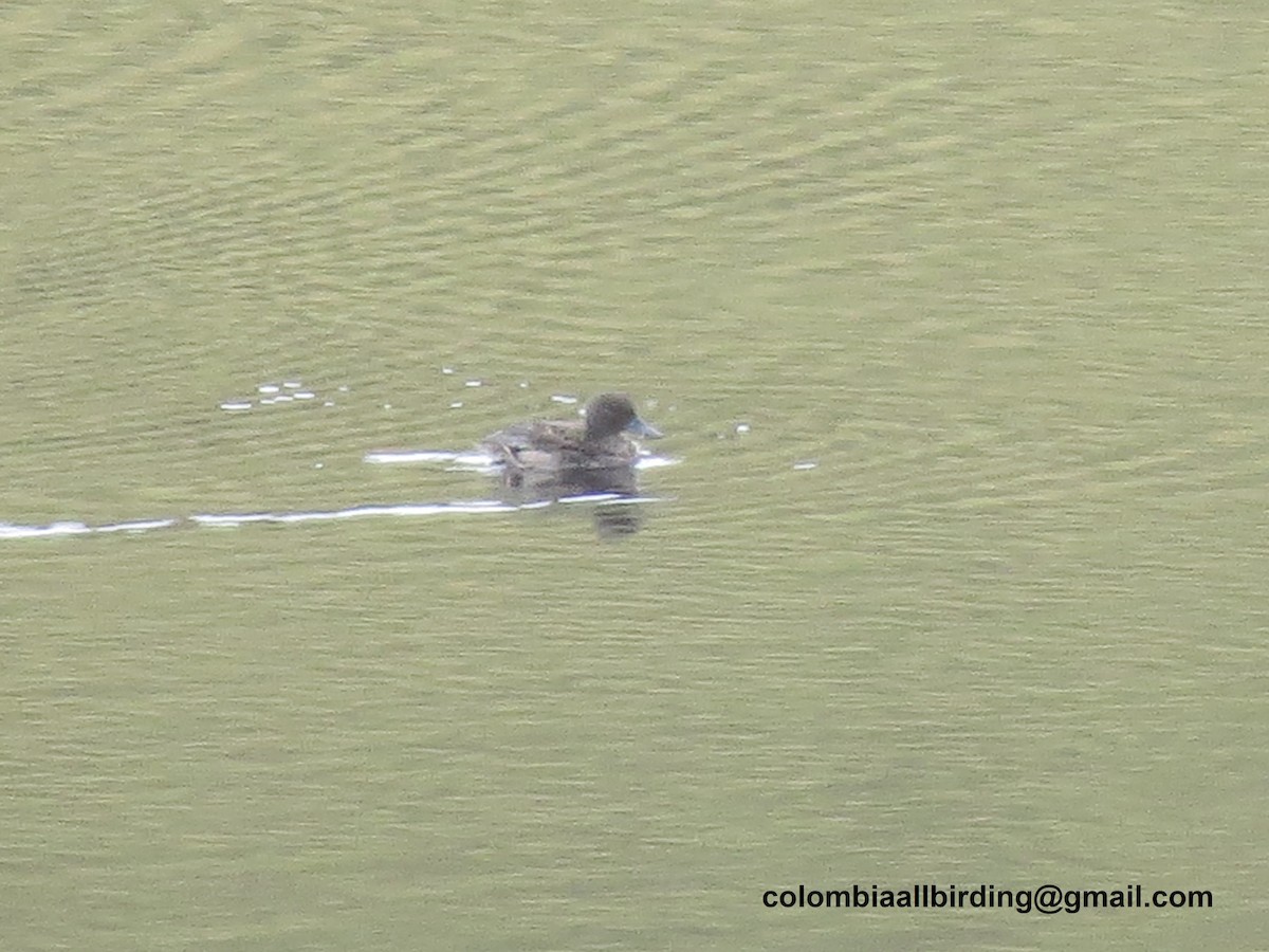 Sarcelle des Andes - ML645835680