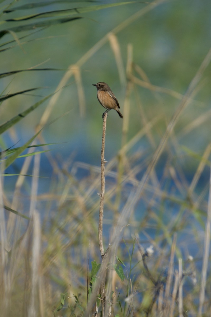 European Stonechat - ML645835703