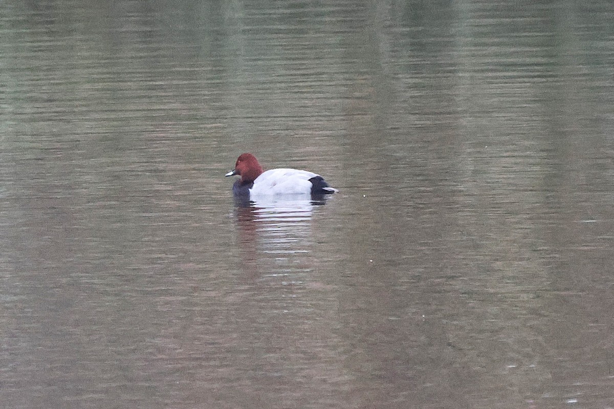 Common Pochard - ML645835705