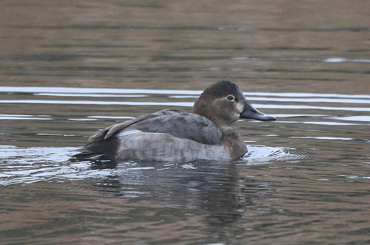Common Pochard - ML645835706