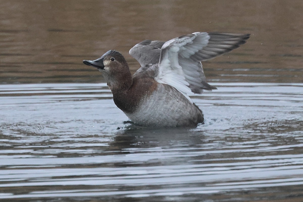 Common Pochard - ML645835707