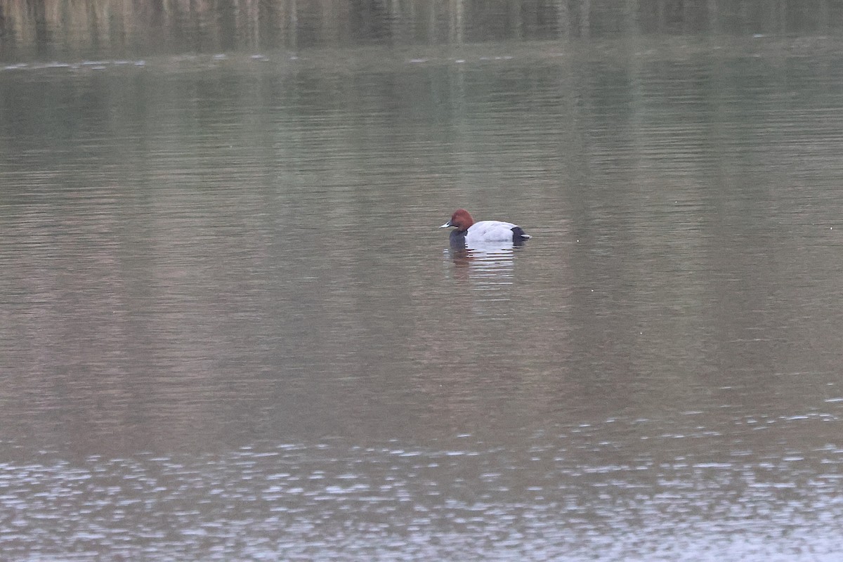 Common Pochard - ML645835708