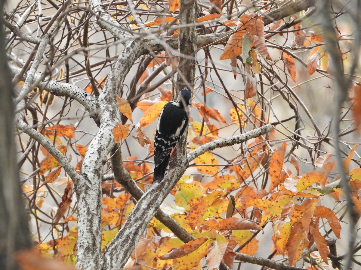 flaggspett (japonicus) - ML645835722