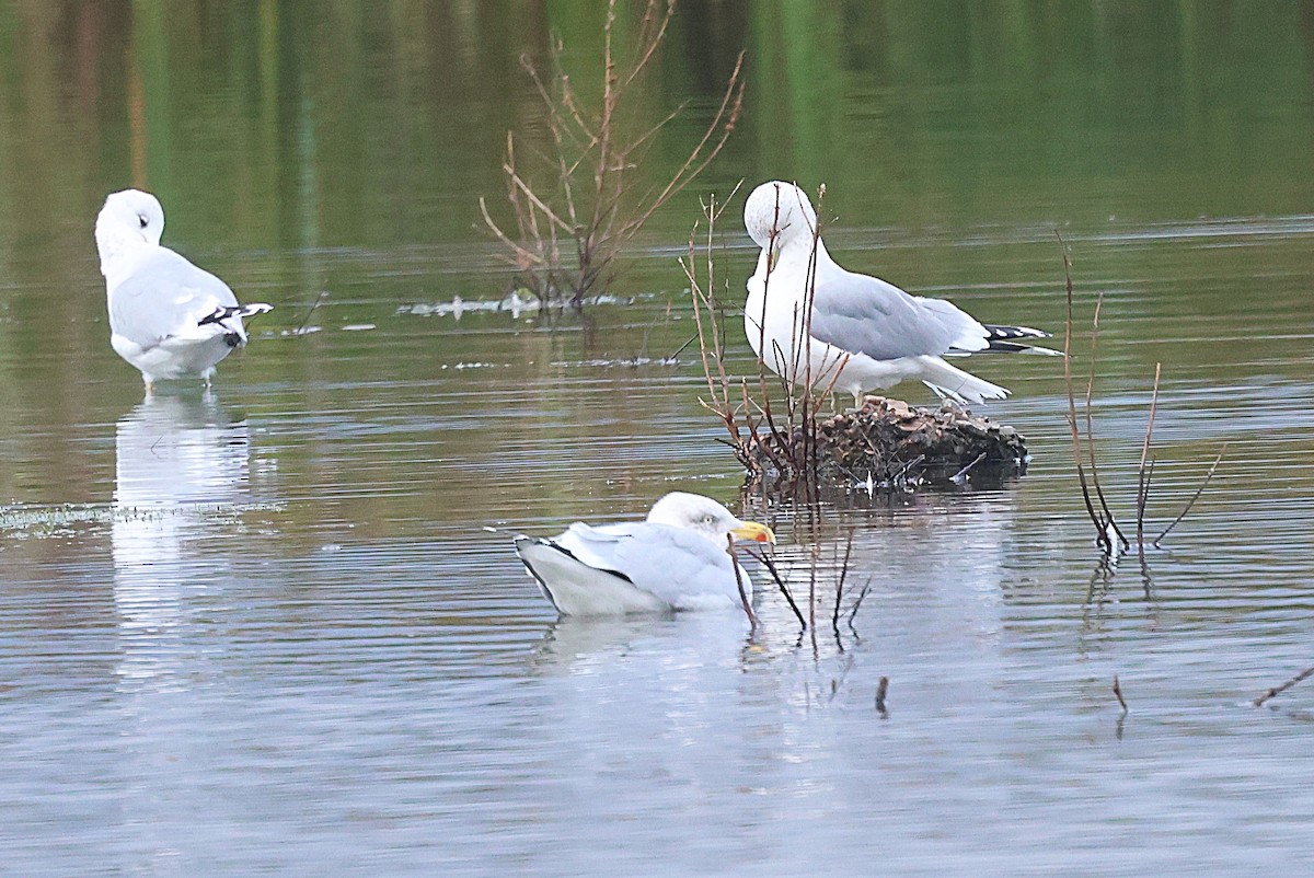 Common Gull - ML645835726