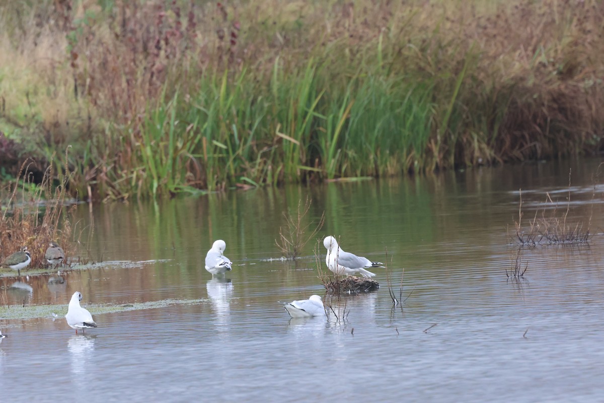 Common Gull - ML645835728