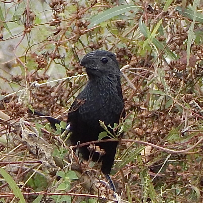 Groove-billed Ani - ML645835744