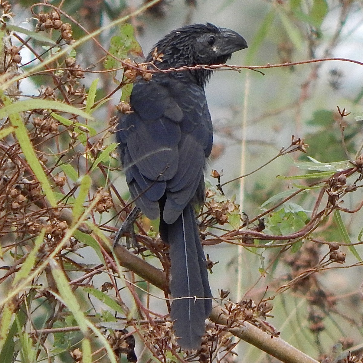 Groove-billed Ani - ML645835745