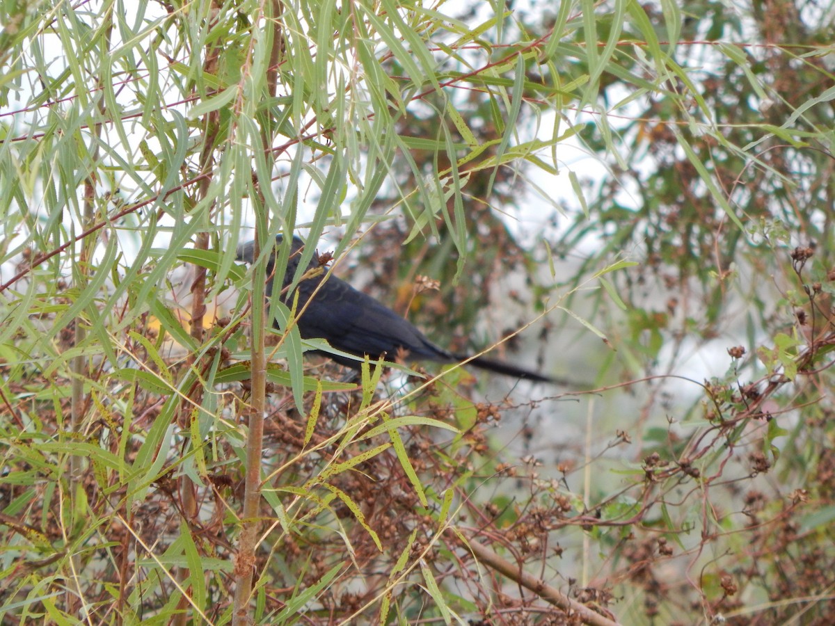 Groove-billed Ani - ML645835747