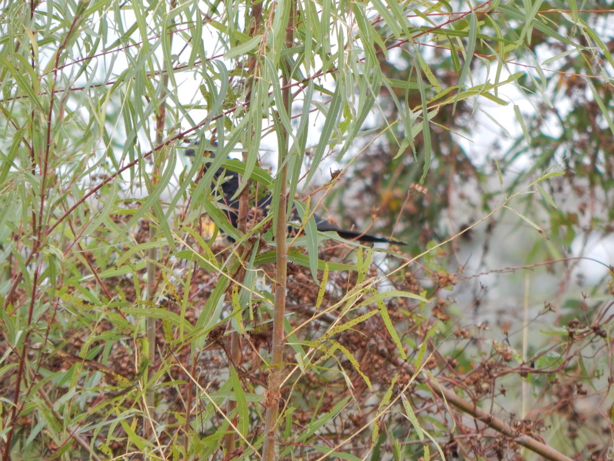 Groove-billed Ani - ML645835748
