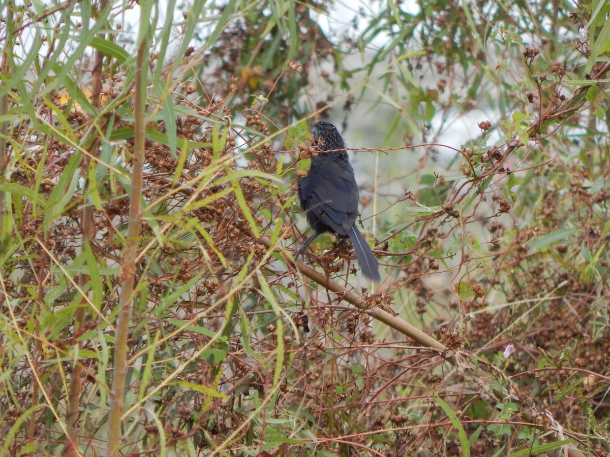 Groove-billed Ani - ML645835749