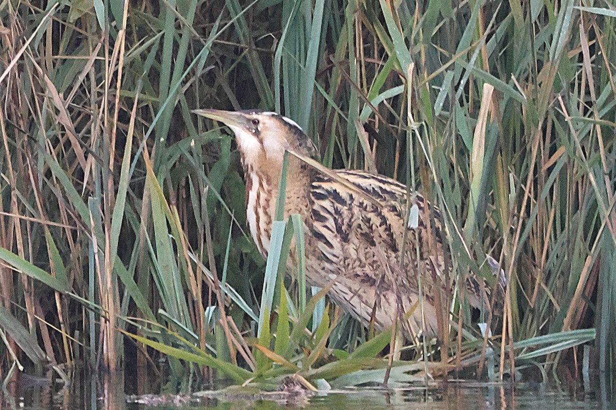 Eurasian Bittern - ML645835750