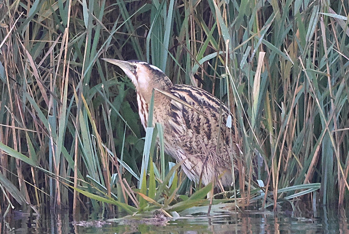 Eurasian Bittern - ML645835751