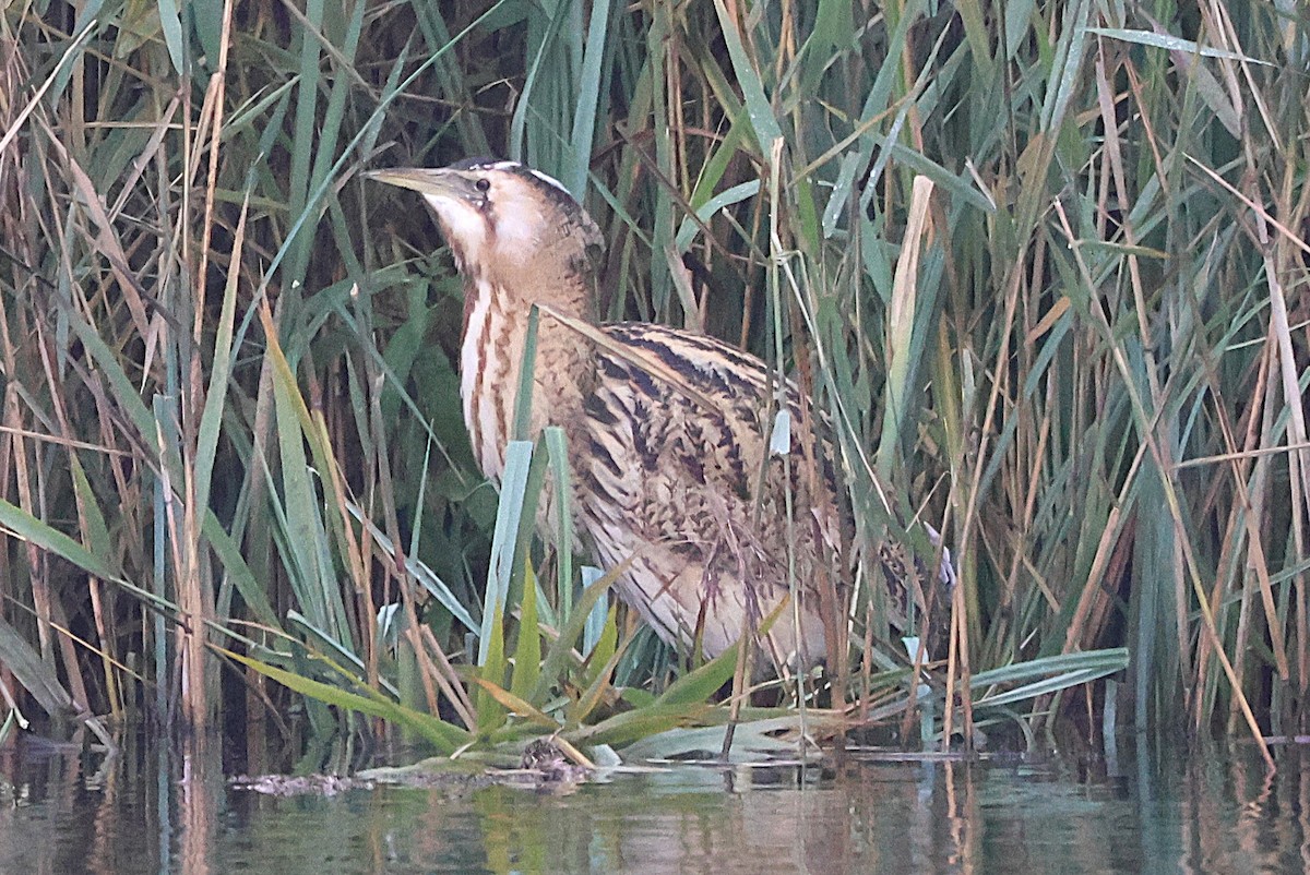 Eurasian Bittern - ML645835752