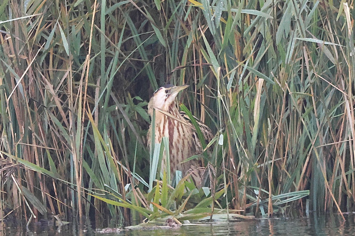 Eurasian Bittern - ML645835753