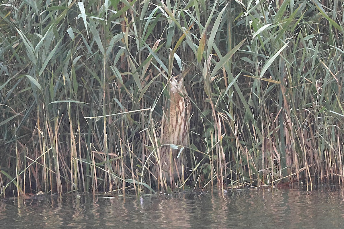 Txori zezen arrunta - ML645835754