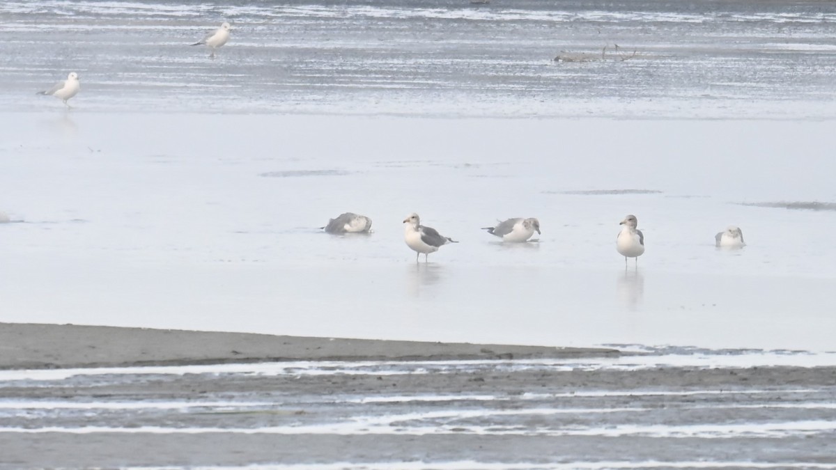 Kaio hauskara amerikarra - ML645835755