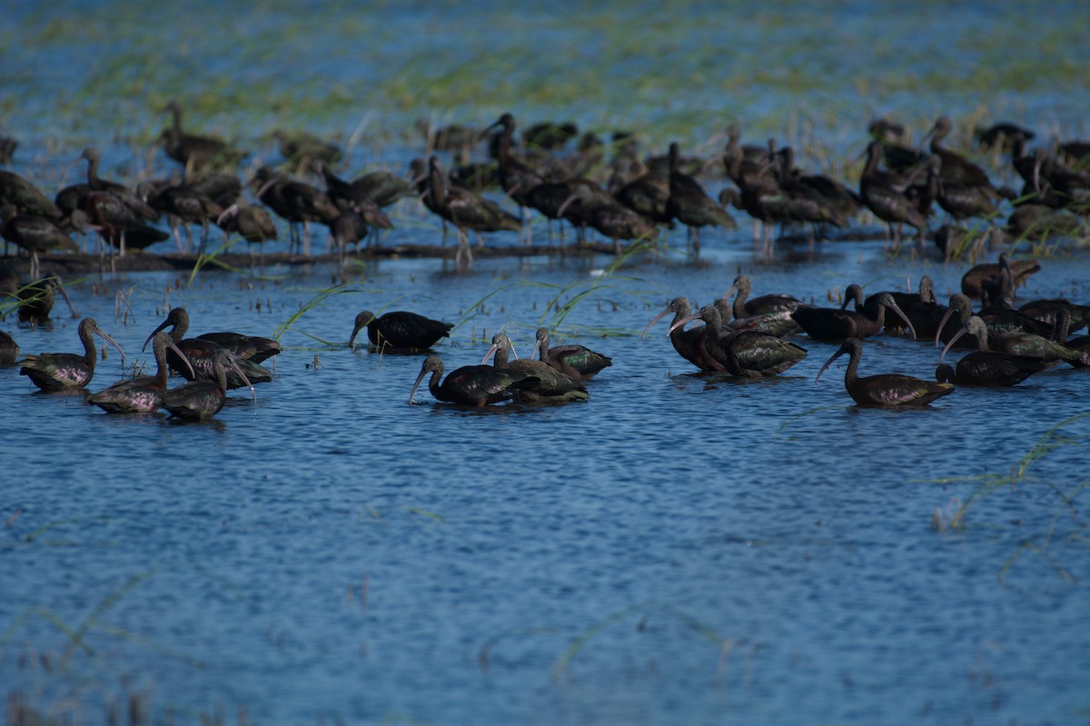 彩䴉 - ML645835756