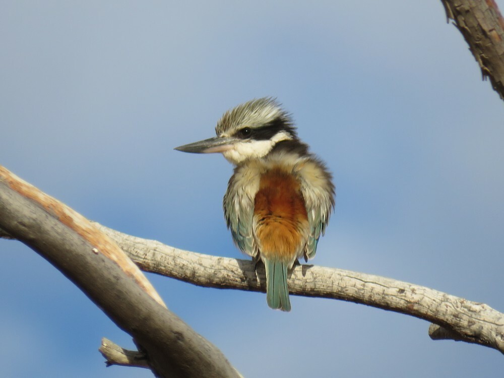 Red-backed Kingfisher - ML645835758