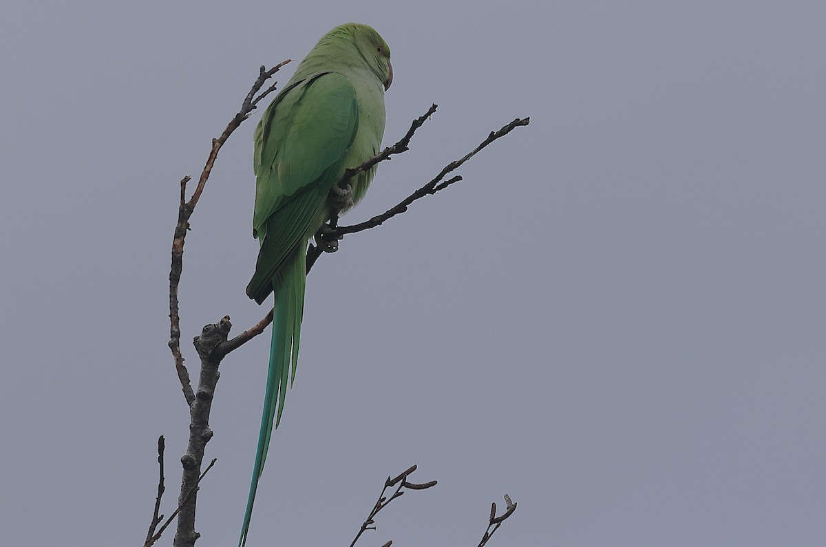 紅領綠鸚鵡 - ML645835761