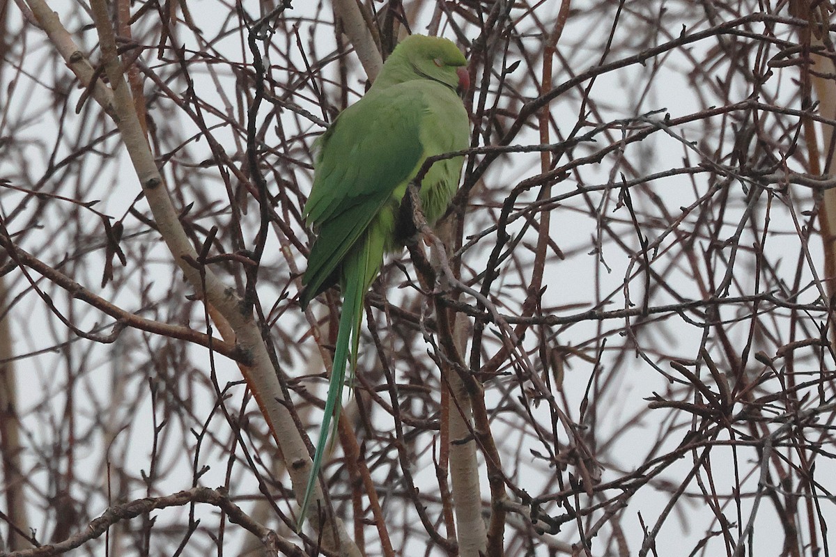 紅領綠鸚鵡 - ML645835762