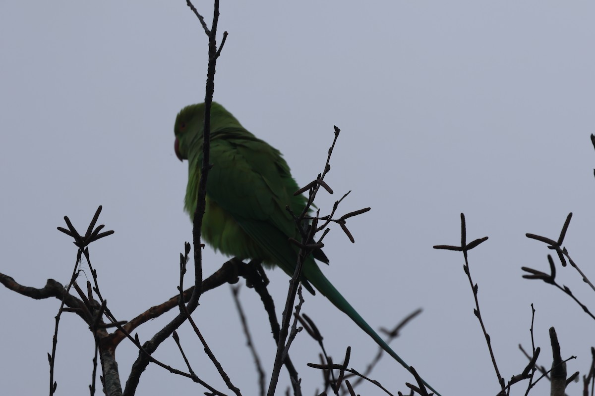 紅領綠鸚鵡 - ML645835763