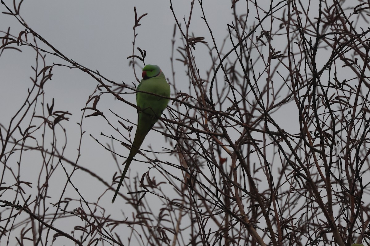 紅領綠鸚鵡 - ML645835764