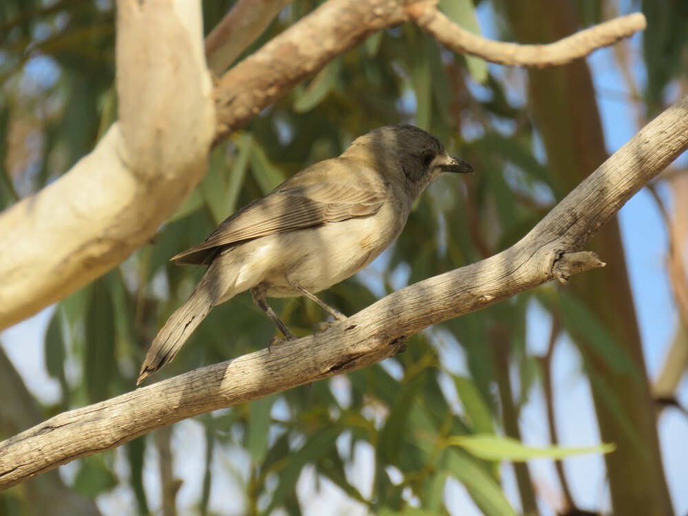 Gray Shrikethrush - ML645835766