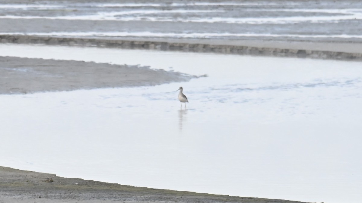 Greater Yellowlegs - ML645835769