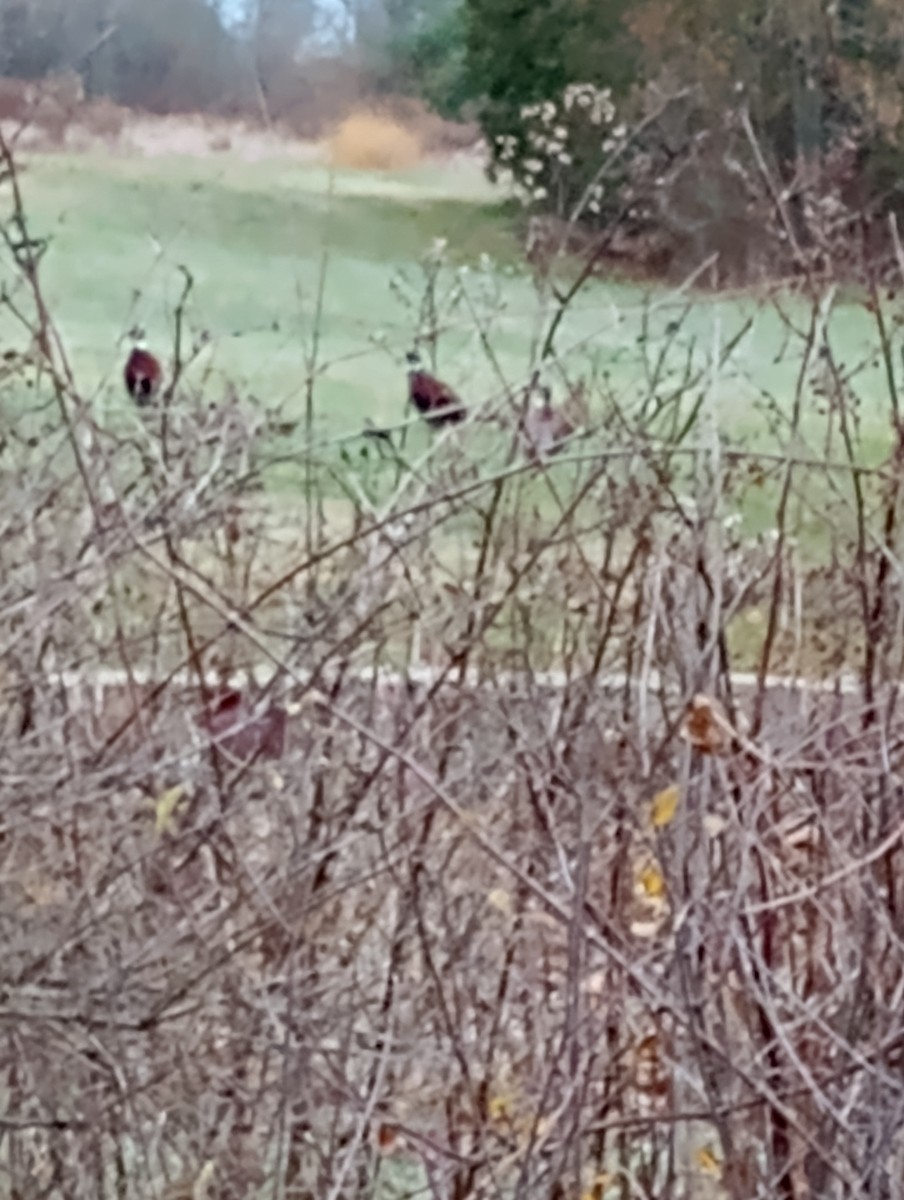 環頸雉 - ML645835771