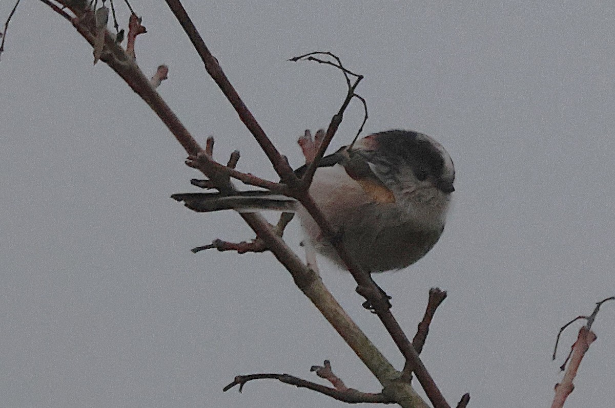 Long-tailed Tit - ML645835774