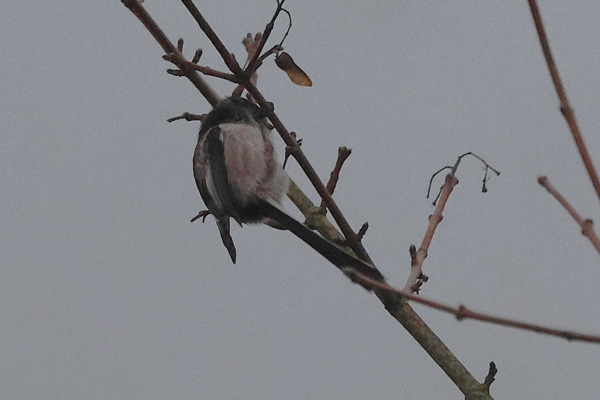 Long-tailed Tit - ML645835775