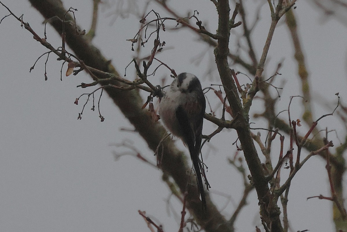 Long-tailed Tit - ML645835776