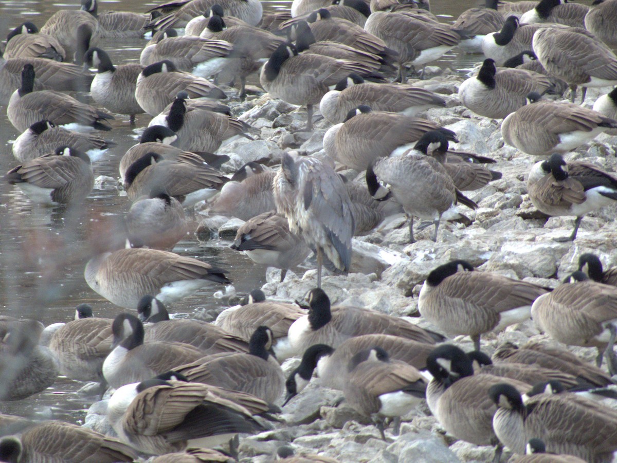 Great Blue Heron - ML645835777