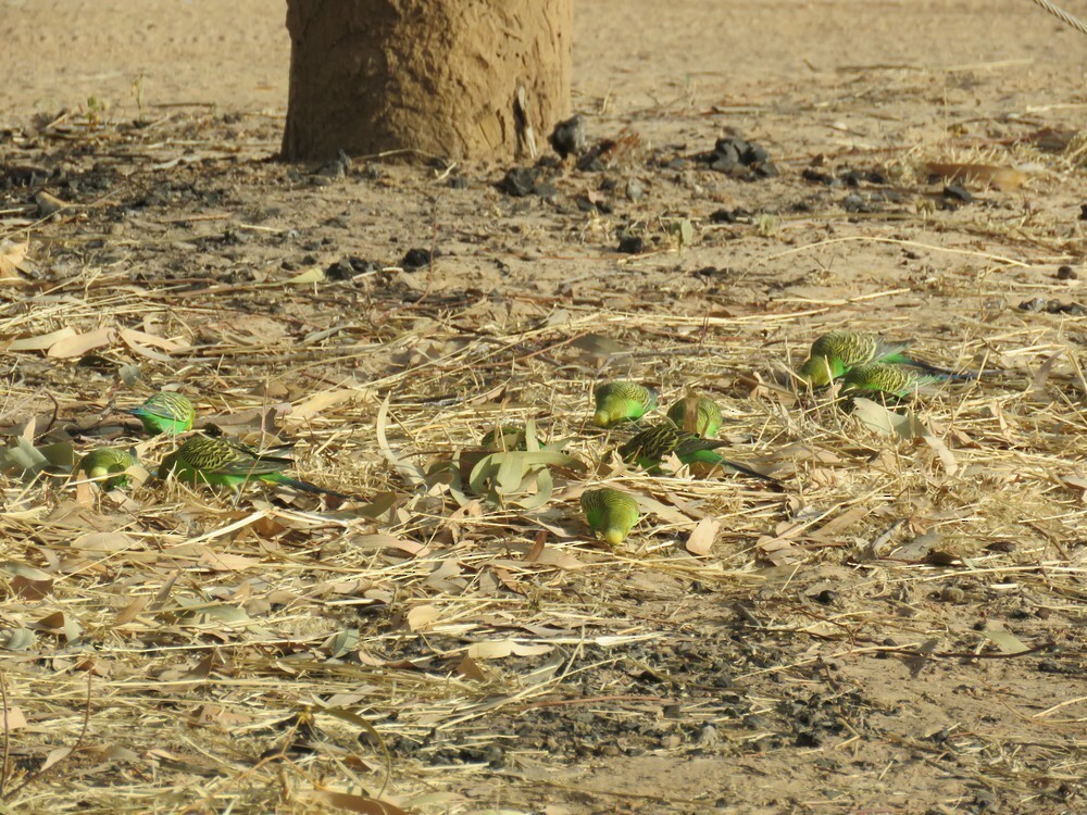 虎皮鸚鵡 - ML645835778