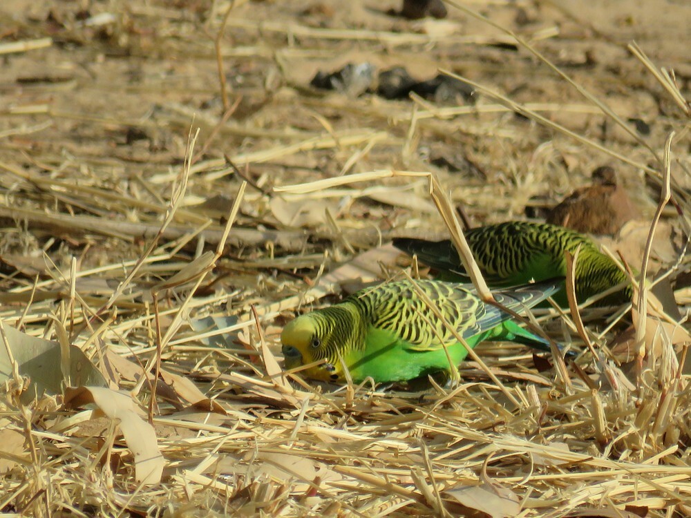 虎皮鸚鵡 - ML645835779