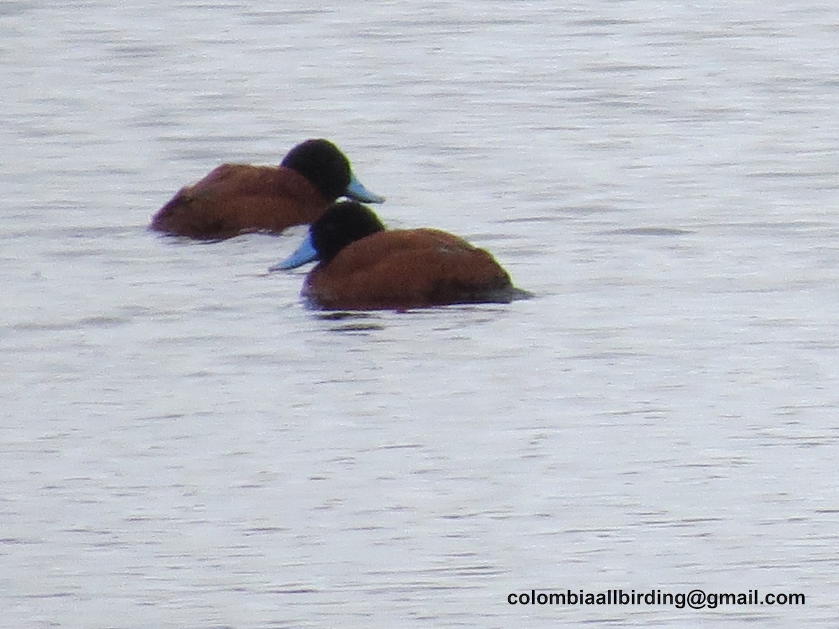 Andean Duck - ML645835781
