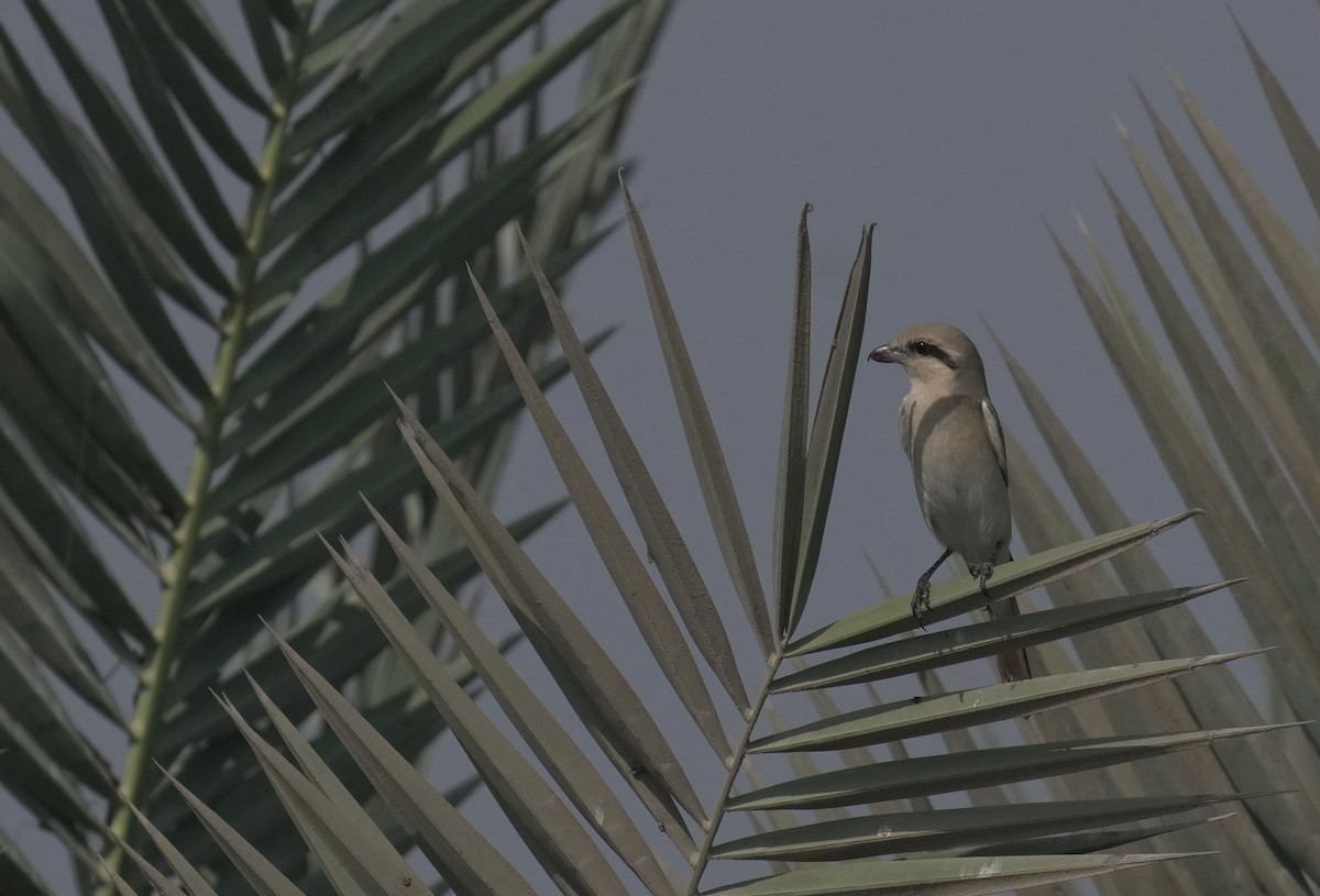 荒漠伯勞 - ML645835782