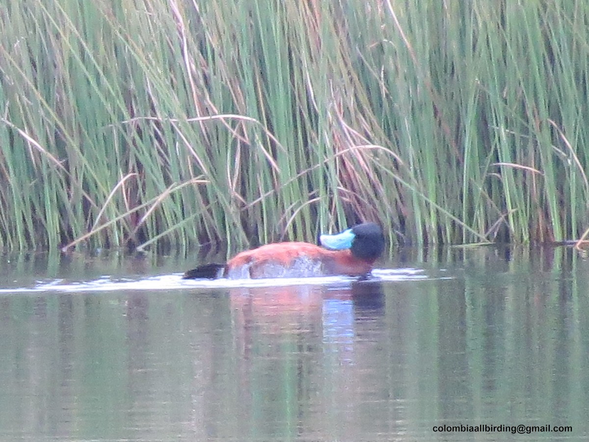Andean Duck - ML645835783