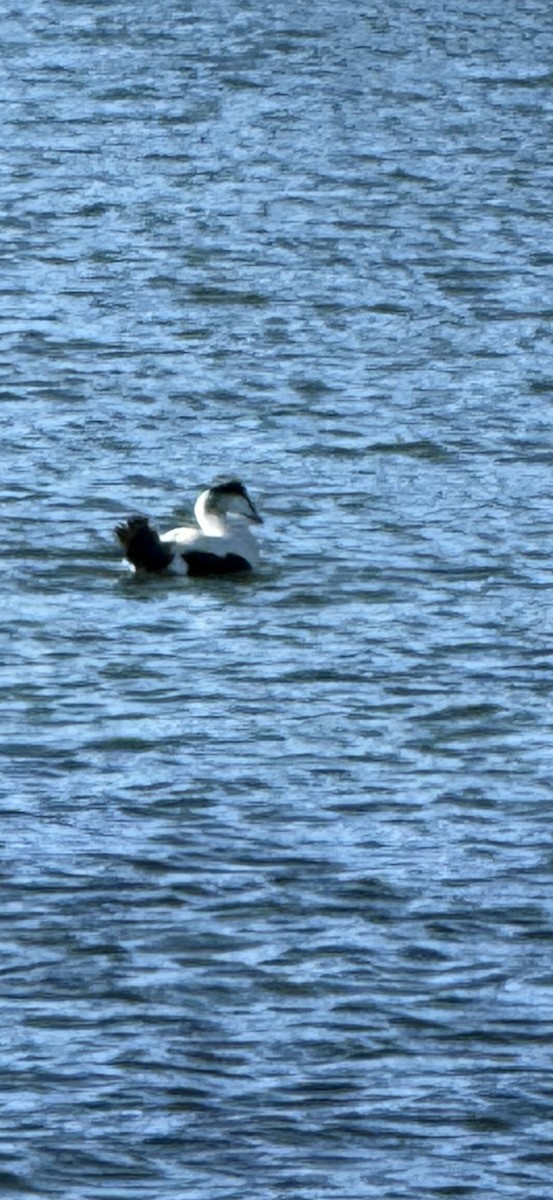 Common Eider - ML645835784