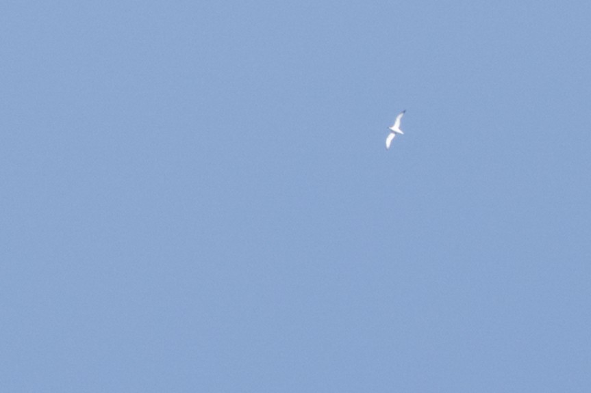 Juan Fernandez Petrel - ML645835785