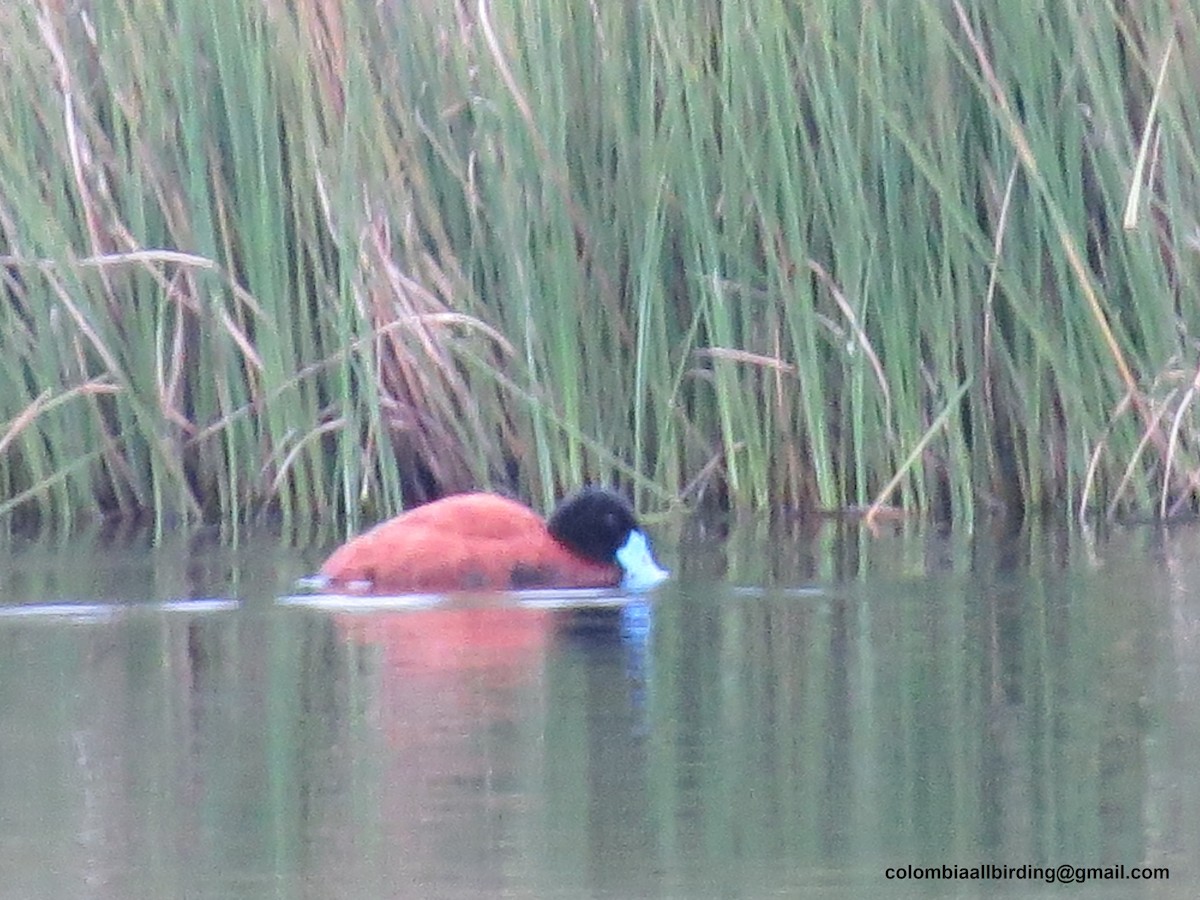 Andean Duck - ML645835786