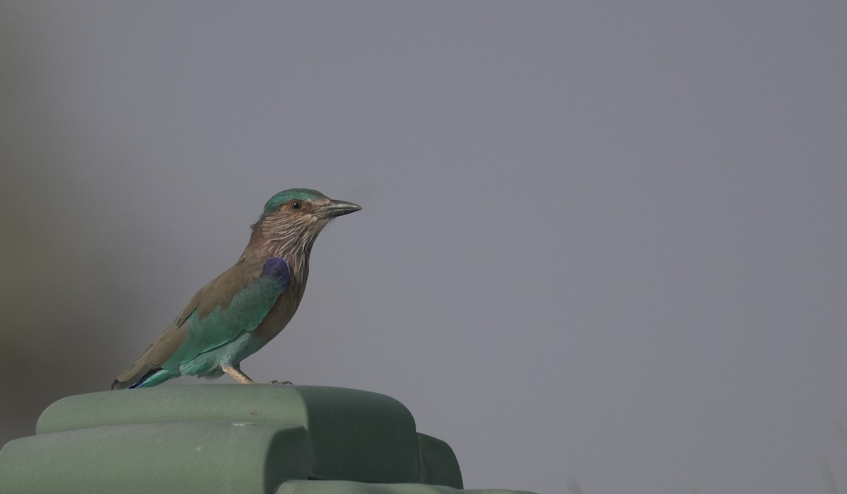Indian Roller - ML645835787