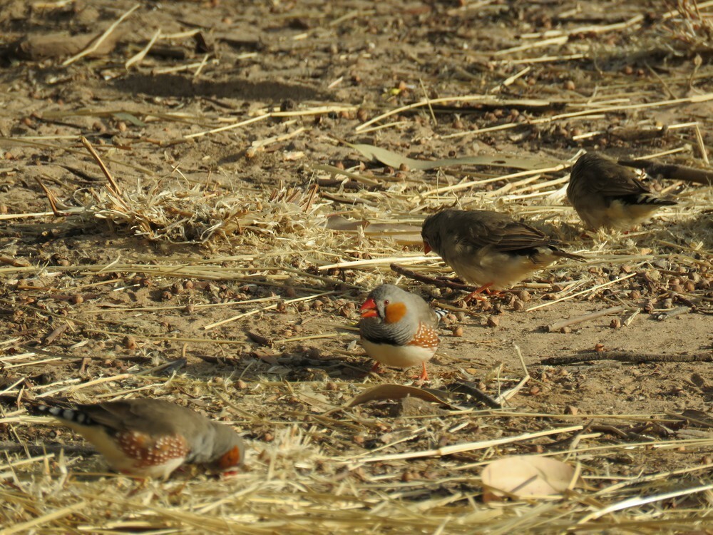 Zebra Finch - ML645835788